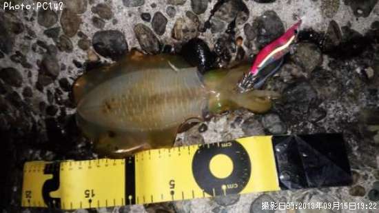 �����ꥤ��