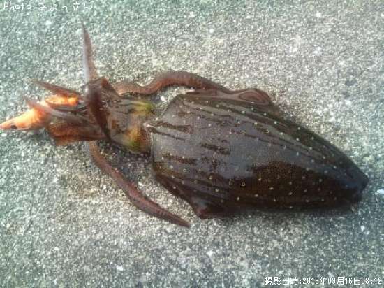 �����ꥤ��