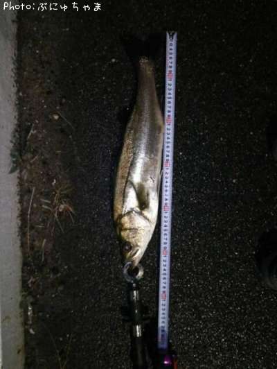 �����Х�