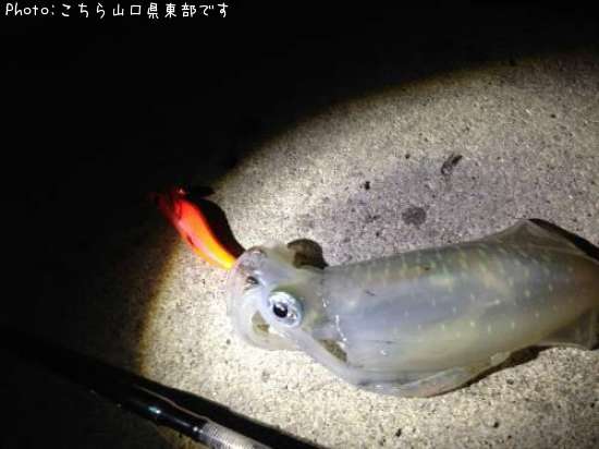 �����ꥤ��