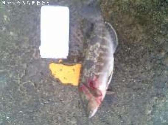 �����ʥ�