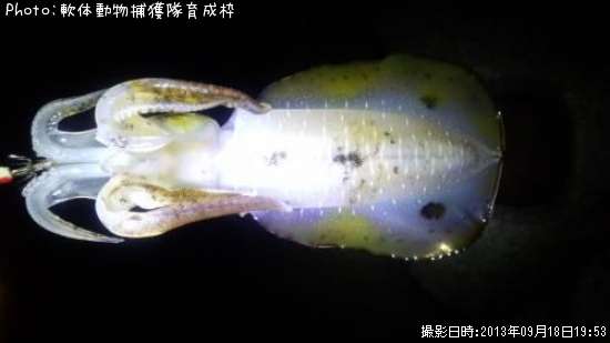 �����ꥤ��