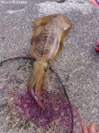 �����ꥤ��