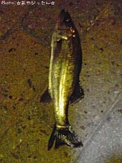 �����Х�