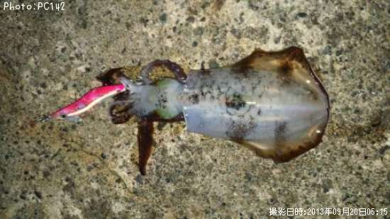 �����ꥤ��