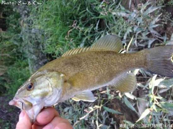 ���⡼��ޥ����Х�