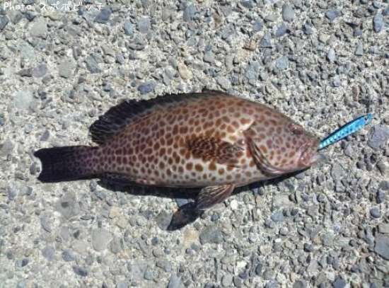 �������ϥ�