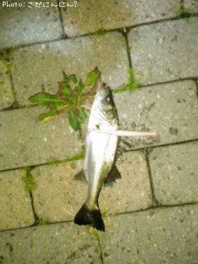 �����Х�