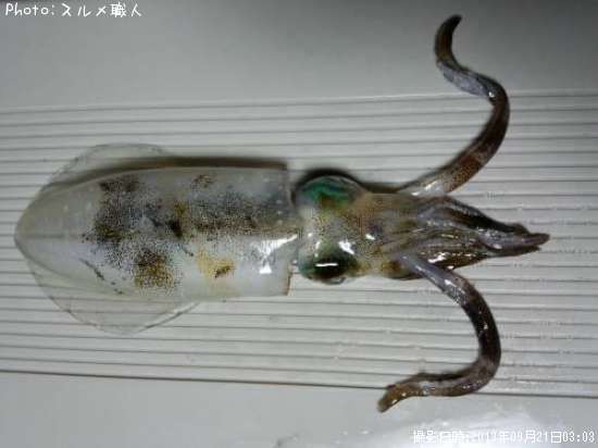 �����ꥤ��