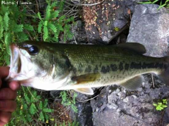 �֥�å��Х�