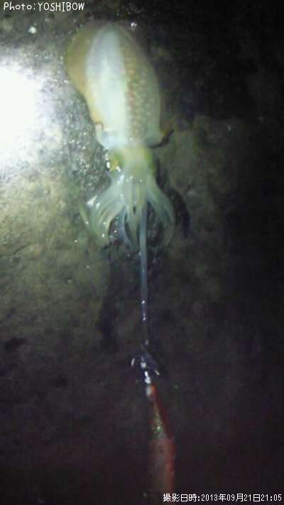 �����ꥤ��