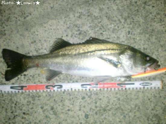 �����Х�