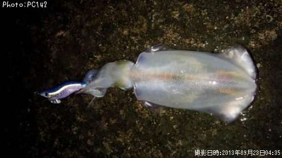 �����ꥤ��