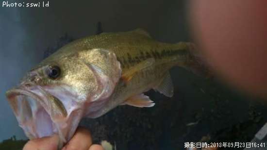 �֥�å��Х�