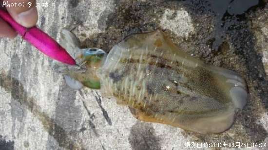 �����ꥤ��