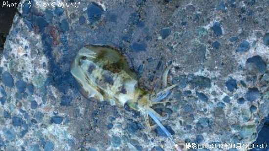 �����ꥤ��