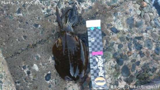 �����ꥤ��