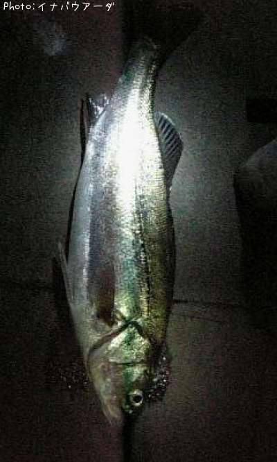 �����Х�