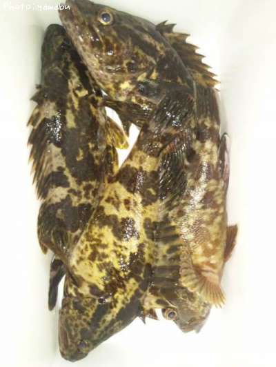 �����Υ���Х�