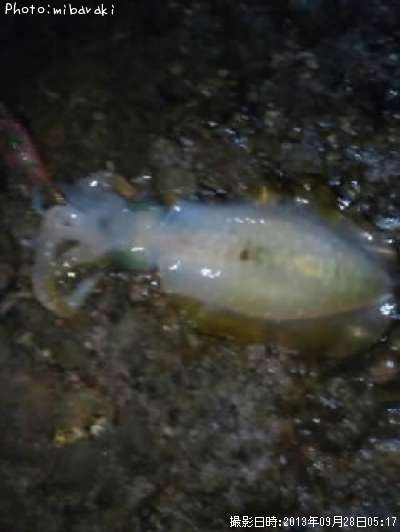 �����ꥤ��