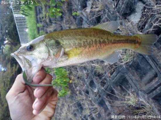 �֥�å��Х�