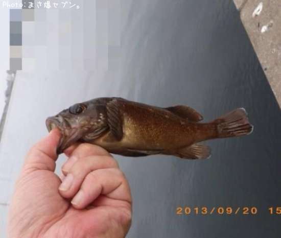 ������Х�