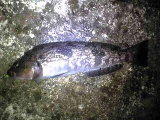 �����ʥ�