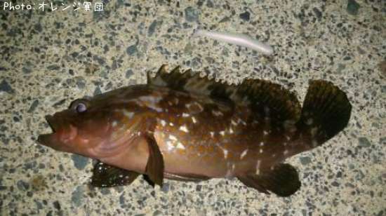 �����ϥ�