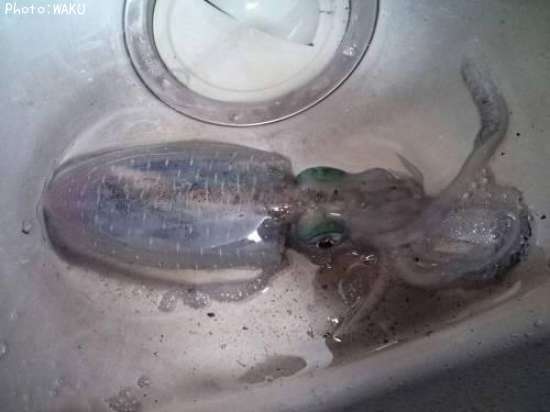 �����ꥤ��