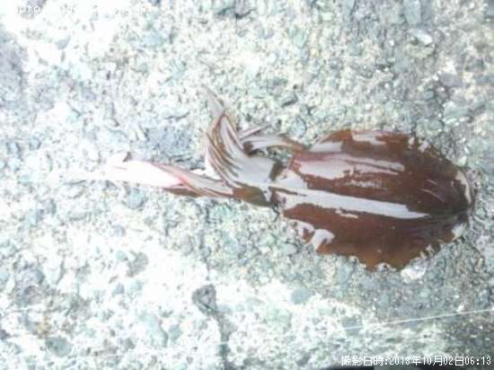 �����ꥤ��