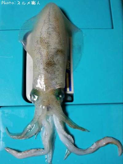 �����ꥤ��