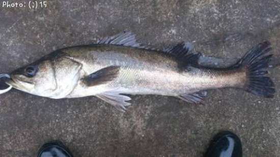 �����Ф�