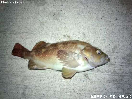 ������Х�