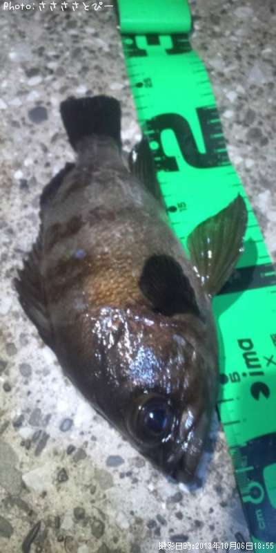 ���ꥢ��Х�