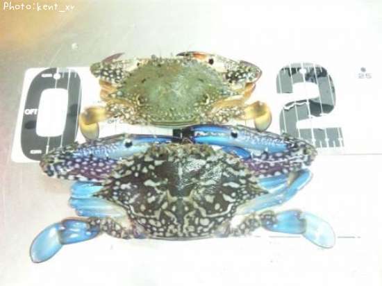 ������󥬥���