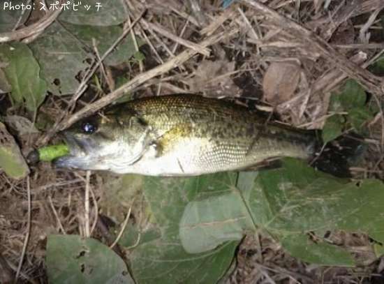 �֥�å��Х�