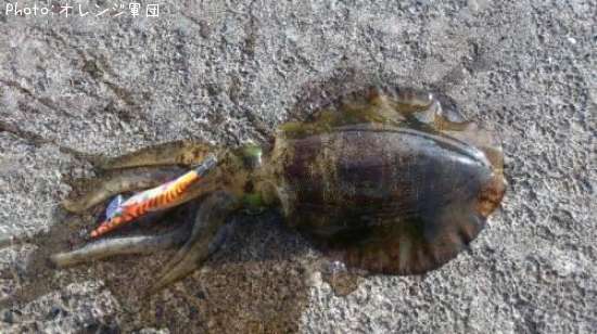 �����ꥤ��