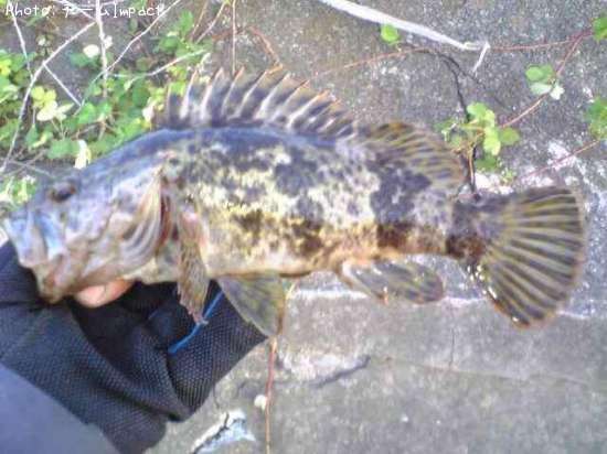 �����Υ���Х�