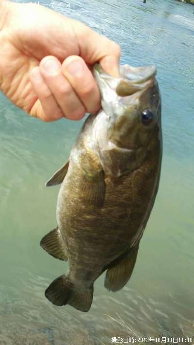 ���⡼��ޥ����Х�