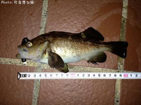 ������Х�