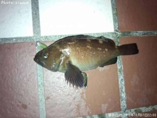 ������Х�