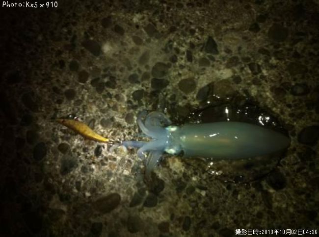 �����ꥤ��