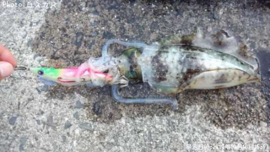 �����ꥤ��