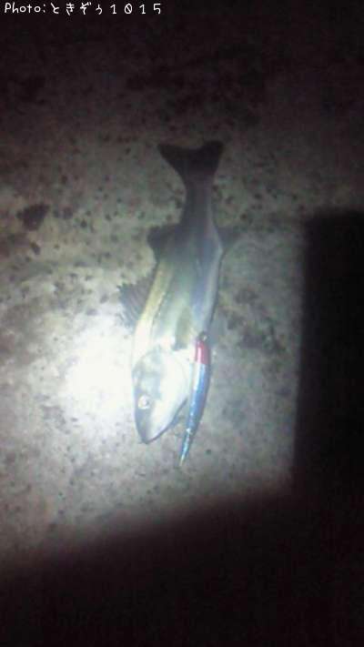 �����Х�