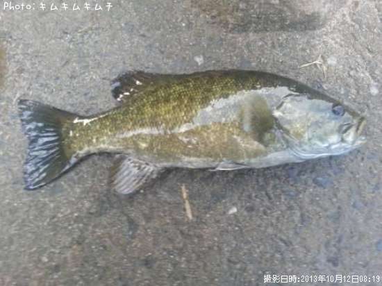 ���⡼��ޥ����Х�