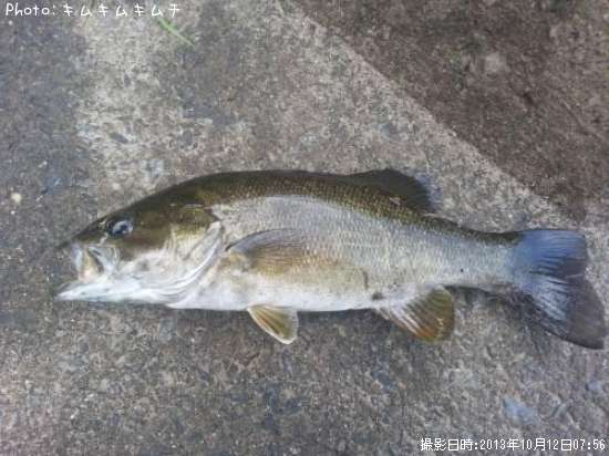 ���⡼��ޥ����Х�