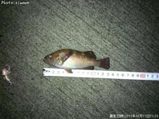 ������Х�