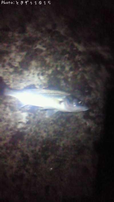 �����Х�