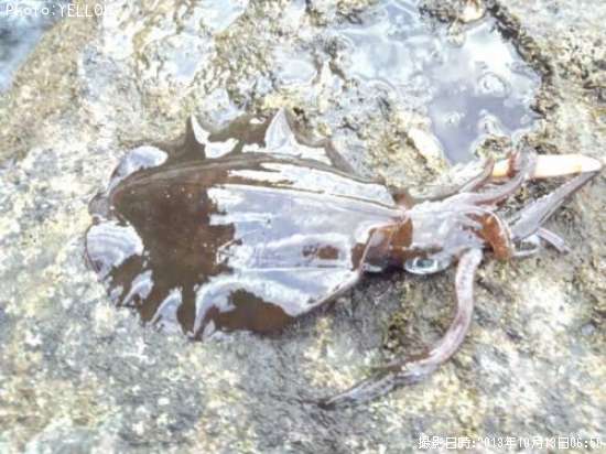 �����ꥤ��