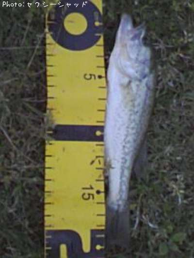 �֥�å��Х�